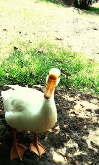 Close-up of duck on field