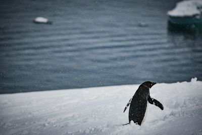 Bird flying over lake during winter