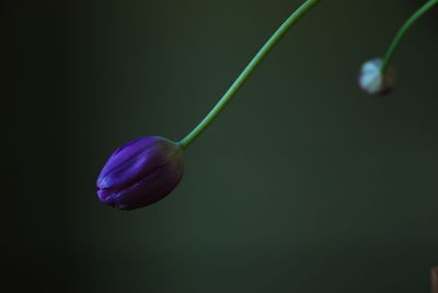 Close up of purple flower
