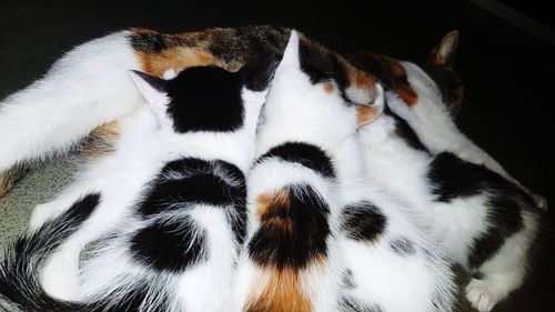 Close-up of dog relaxing