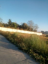 Trees growing on field against clear sky