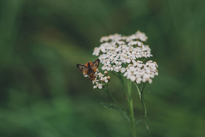 Close-up of insect on flower