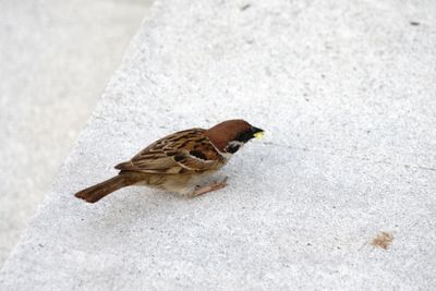 High angle view of bird perching on snow