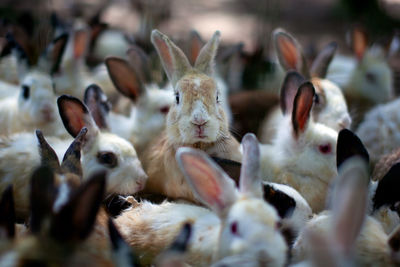 Rabbits on field