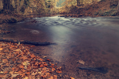 Autumn leaves in water