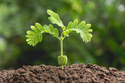 Close-up of small plant