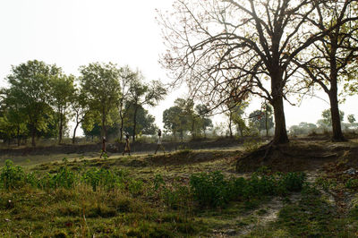 Trees on field against clear sky