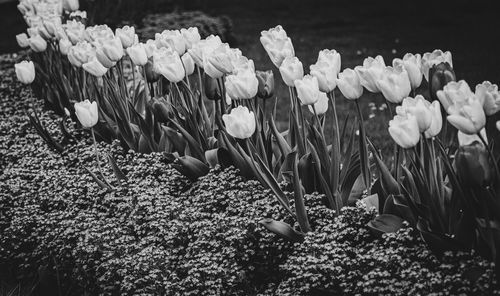 Close-up of tulip on field