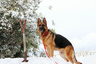 Portrait of dog in winter