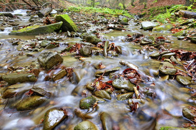 High angle view of fish in river