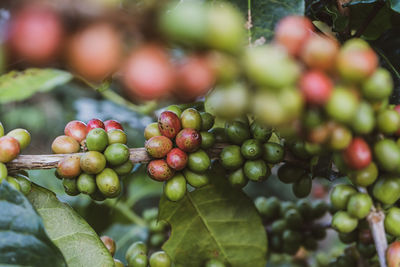 Close-up of raw coffee beans on tree