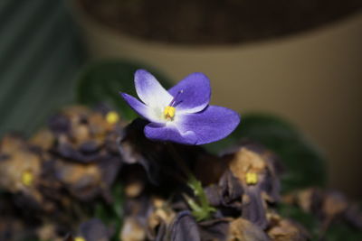 Close-up of crocus flower