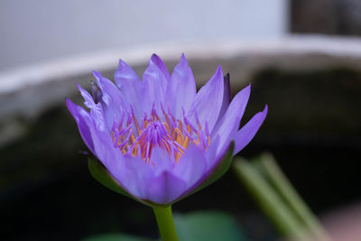 Close-up of purple water lily