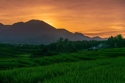 Indonesia's extraordinary natural scenery. sunny morning sunrise view in the rice fields