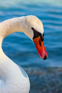 Close-up of swan in water