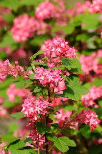 Close-up of pink flowering plant