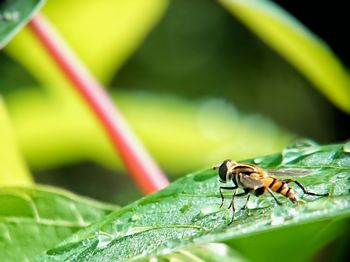 Close-up of insect on leaf