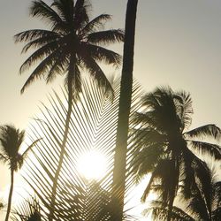 Low angle view of palm trees at sunset