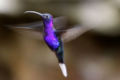 Close-up of purple bird flying outdoors