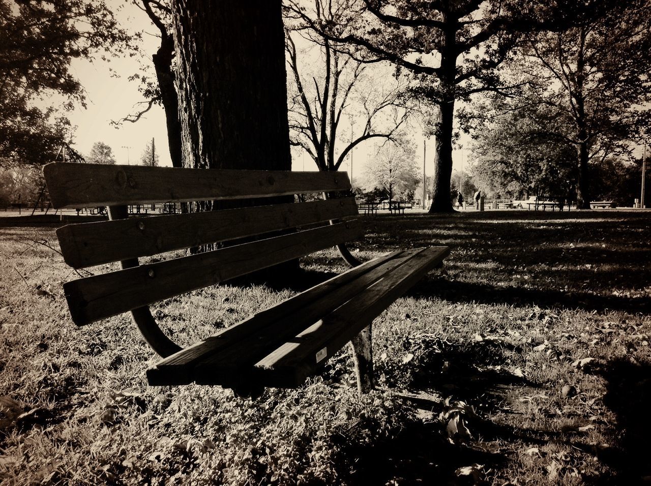 tree, grass, bench, empty, park - man made space, absence, park bench, park, sunlight, field, bare tree, tranquility, shadow, tree trunk, day, outdoors, transportation, nature, no people, wood - material