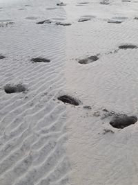 High angle view of animal on beach