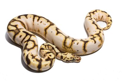 Close-up of snake against white background