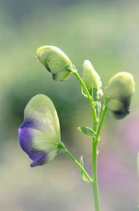 Close-up of flower buds