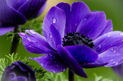 Close-up of purple flower