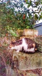 Close-up of cat on tree