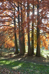 Trees in forest during autumn