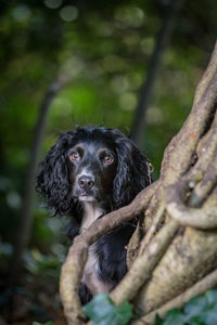 Close-up portrait of dog sitting on tree trunk