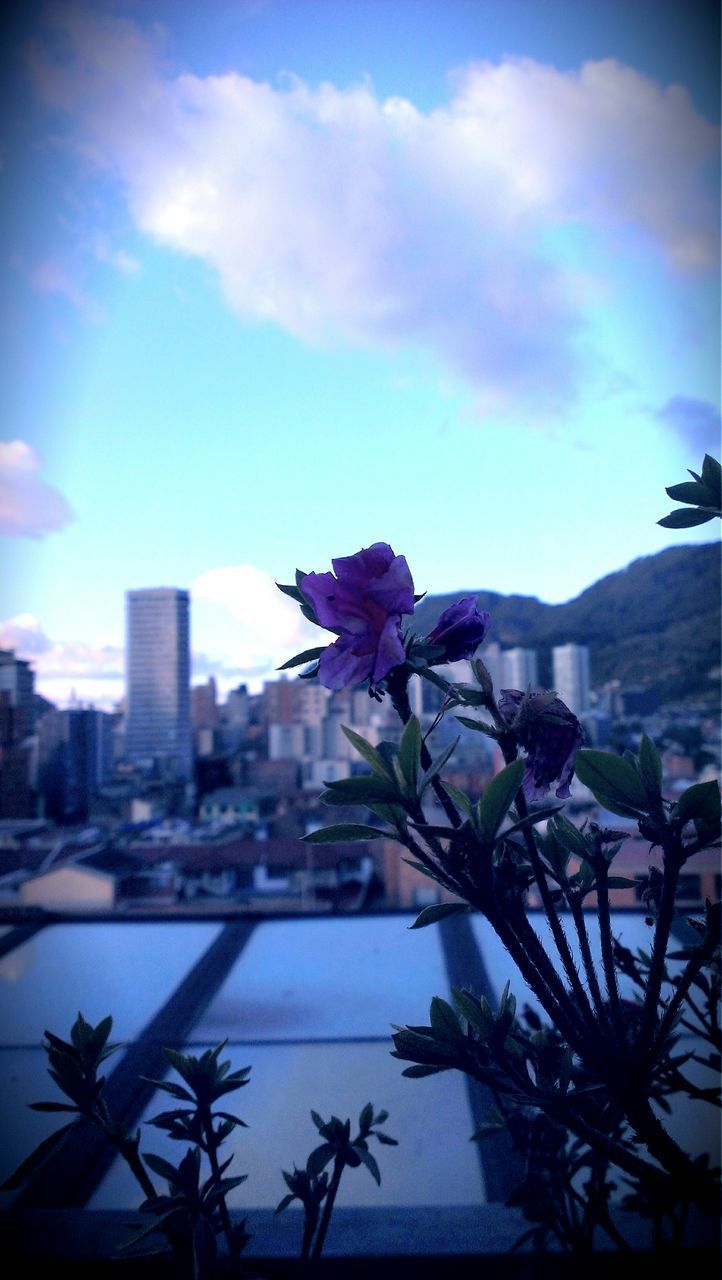 CLOSE-UP OF FLOWER BLOOMING IN CITY