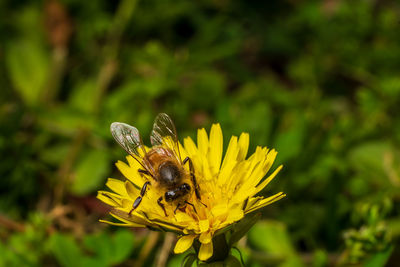 Close-up of bee pollinating on yellow flower