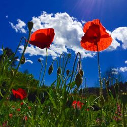 Close-up of red flowers blooming in field