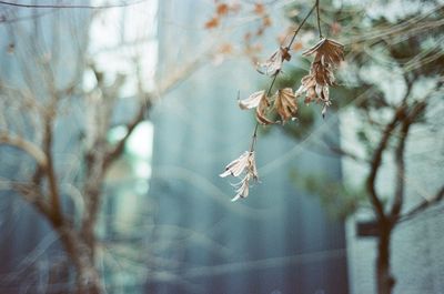 Close-up of wilted plant hanging from tree