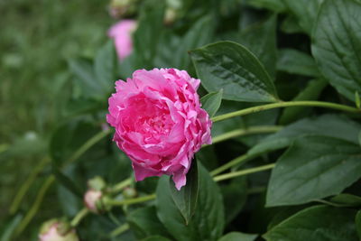 Close-up of pink rose