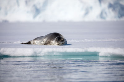 View of sea lion resting on frozen sea