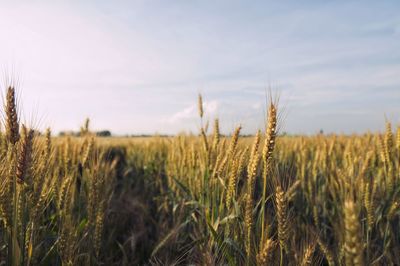 Close-up of wheat field against sky