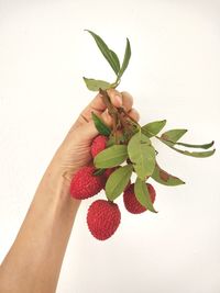 Close-up of hand holding plant against white wall