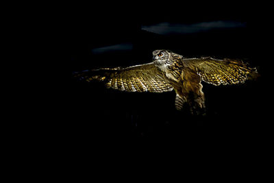 Close-up of lizard on black background