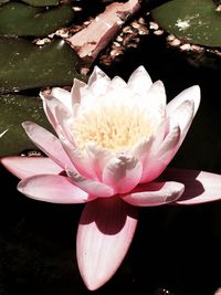 Close-up of pink lotus water lily