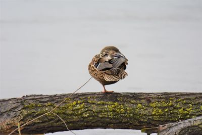 Close-up of mallard duck perching on wood