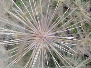 Full frame shot of dandelion