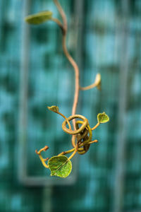 Close-up of plant