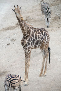 View of zebra