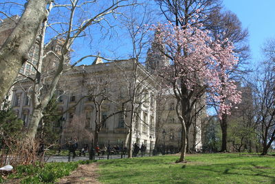 View of bare trees in the park