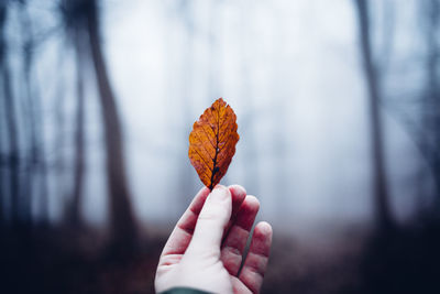 Close-up of hand holding autumn leaves