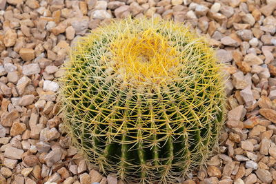Close-up of cactus growing on stone