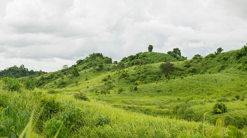 Green hill rock vibrant plants wallpapers green hill rock