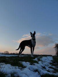 Dog standing on snow covered land